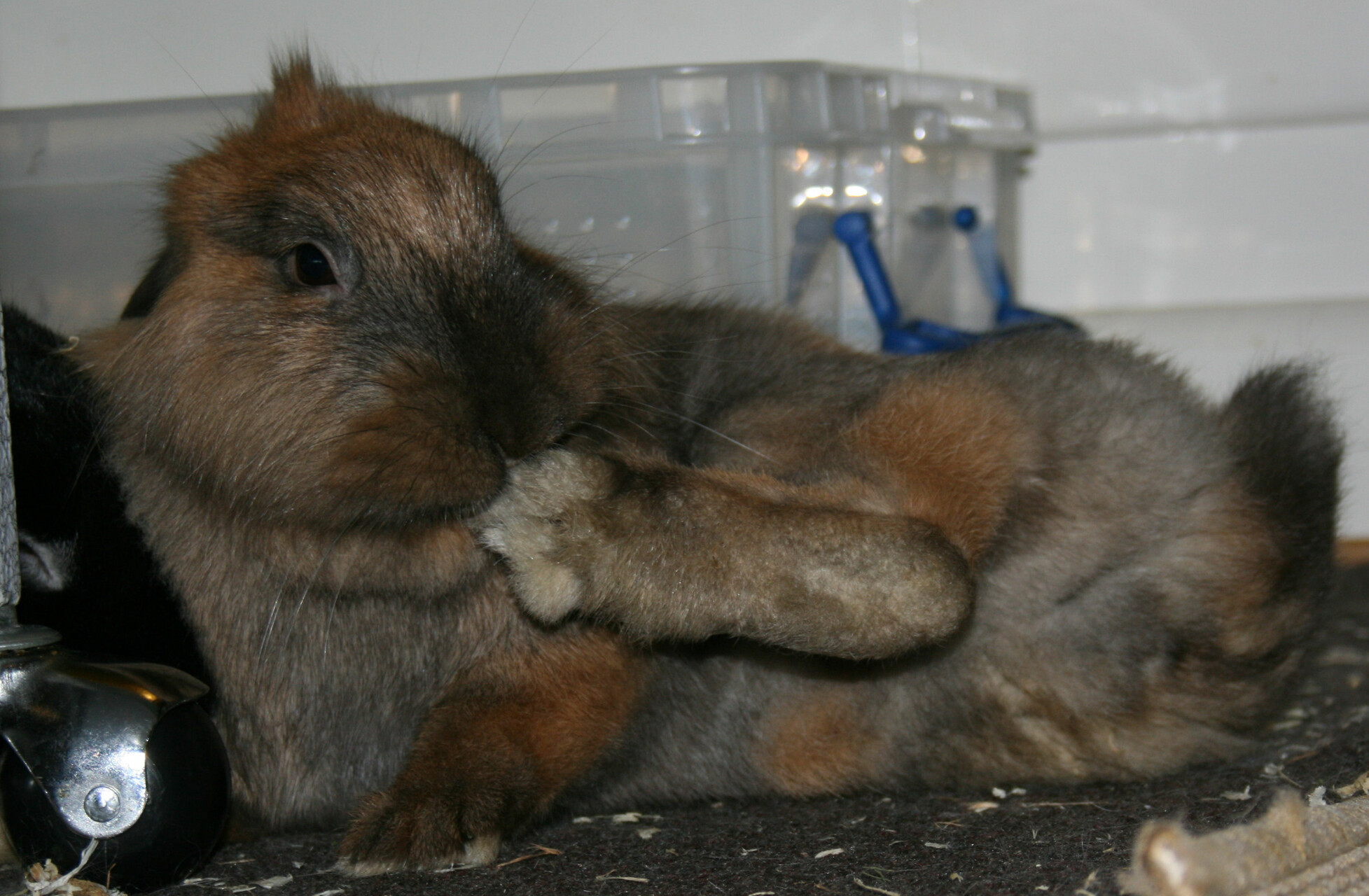 3 legged rabbit cleaning