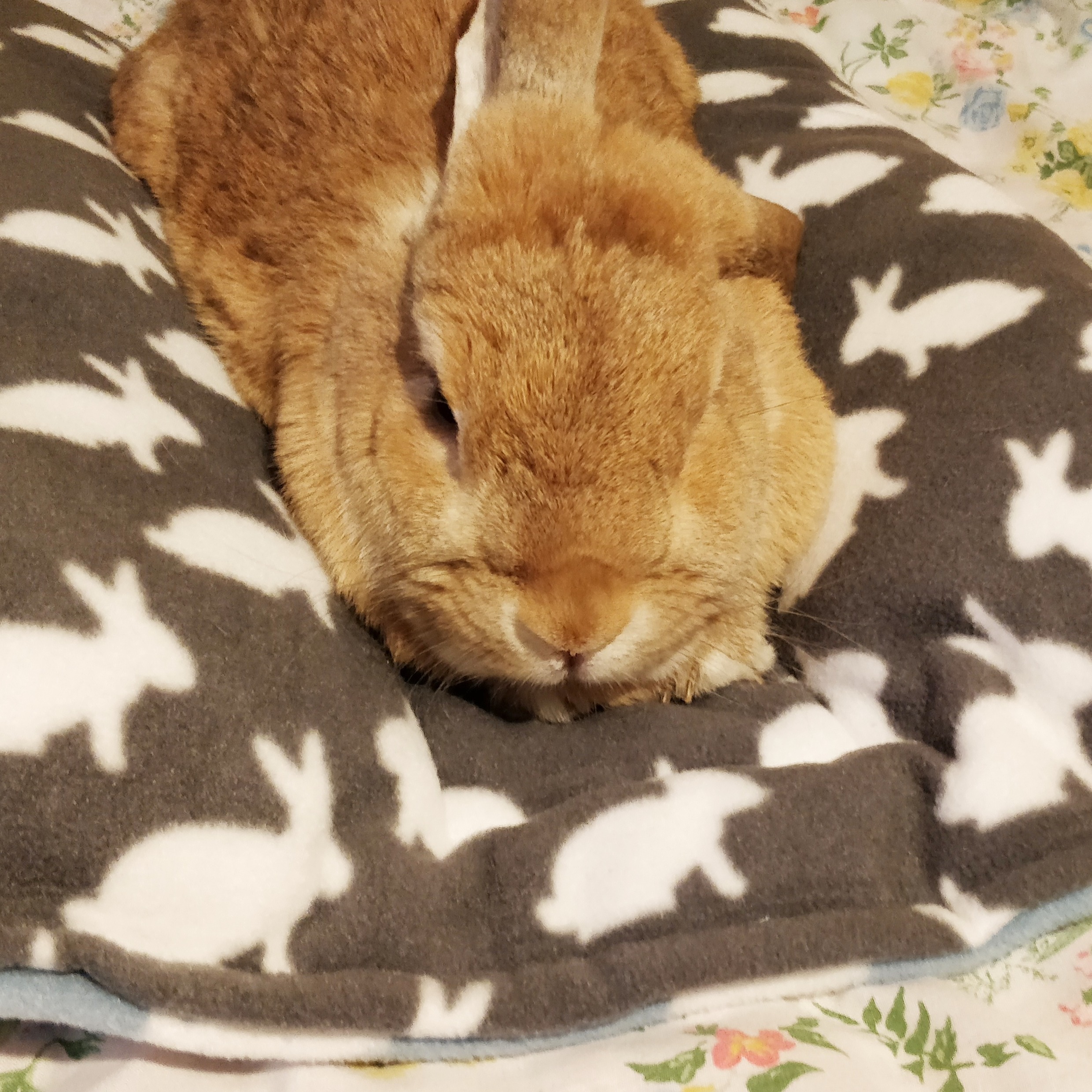 Relaxed Bunny